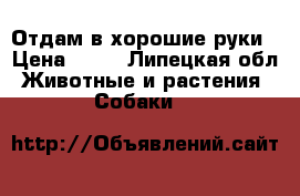 Отдам в хорошие руки › Цена ­ 10 - Липецкая обл. Животные и растения » Собаки   